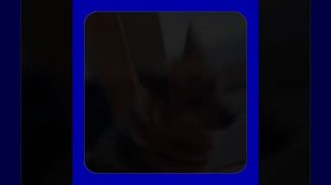 1000057202.mp4 (Собака наблюдает за устройством лестницы на 2-ой этаж в доме А-фрейм)