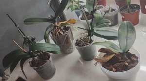 Я Считаю это ПОБЕДА🏆. Агрессивная болезнь отступила. Ни одной орхидеи не потеряла.