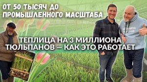 Промышленная выгонка тюльпанов: сбор, сбыт и автоматизация. Реальность от компании ГринПлант.