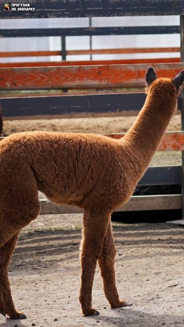 Малышка альпаки. Зоо Дзен, Токсово, Ленинградская область