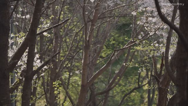 하미마미 Hamimommy. Весенняя кухня в цвету 🌸  Монака сакуры, рисовый пирог с полынью и весенний кимбап