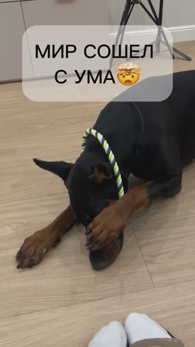 МЫСЛИ СОБАКИ 💭