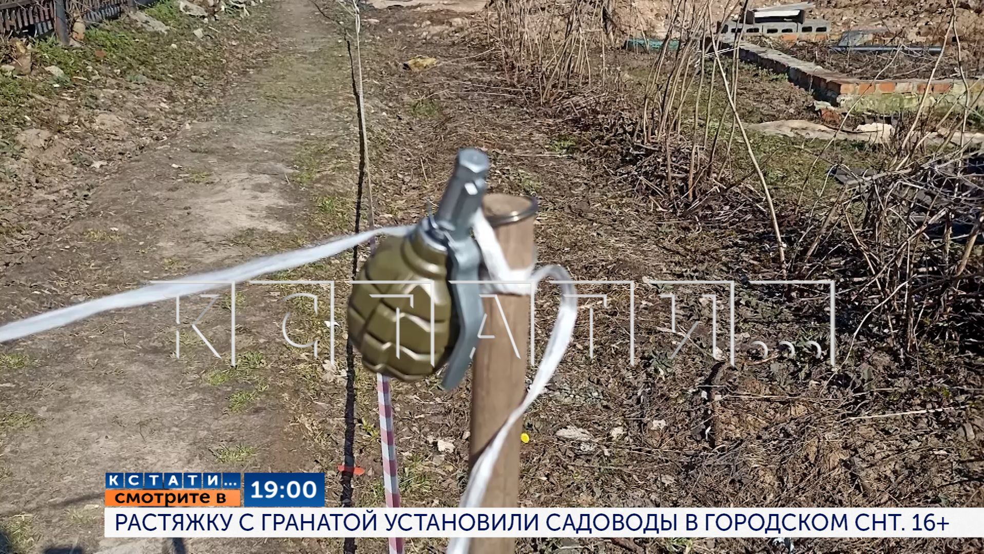 Сегодня в 19.00 в программе «Кстати»: Растяжку с гранатой установили садоводы в городском СНТ