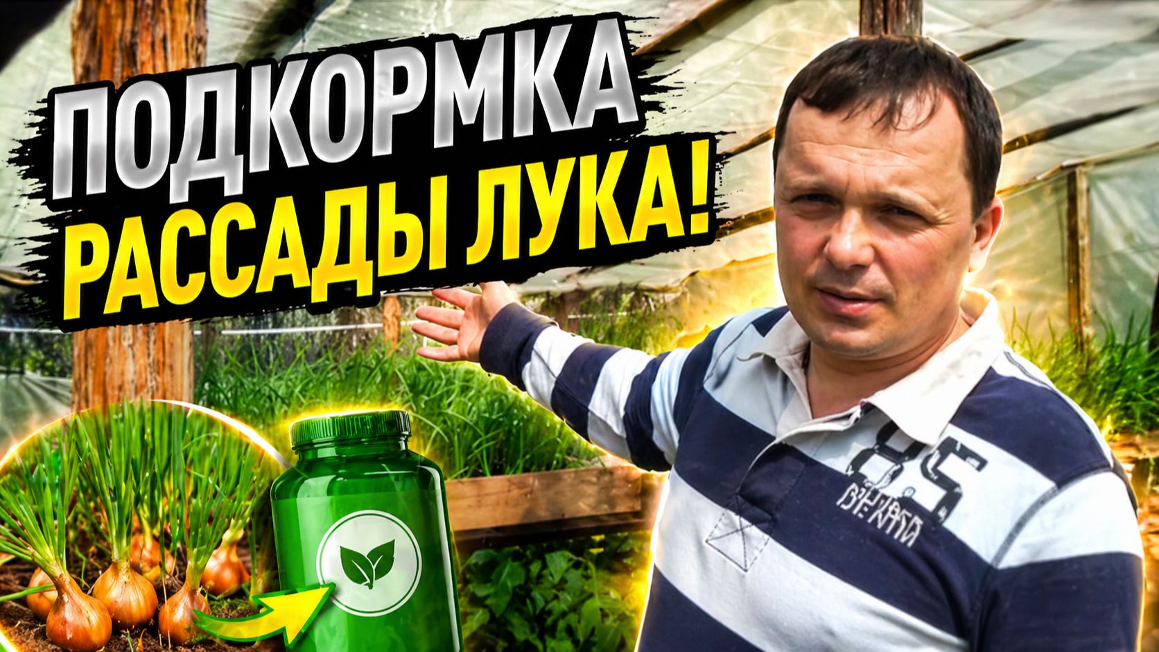 Чем и когда покормить рассаду лука?