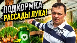Чем и когда покормить рассаду лука?