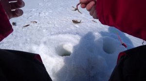 Озеро Санкето понемногу оживает!!!