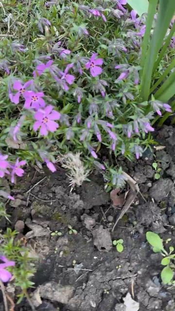 ДНР. Харцызск.  28.04.2026. Цветы у дома. Флокс шиловидный и ирисы синие