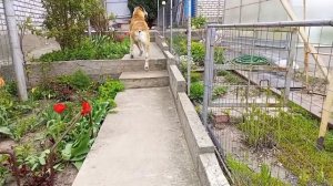 28-04-2026 Сад в конце апреля.