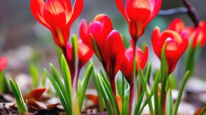 13 лет МИАМ номинация Магия HD