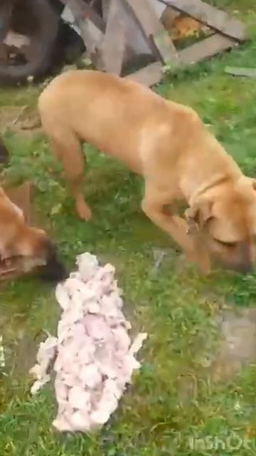 Срочно!!! Дагестан... Махачкала...
Дети говорят, что у этой собачки были щенки, их забрали хозяева,