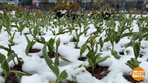 Апрельский снегопад: зима вернулась? Доброе утро. Фрагмент выпуска от 28.04.2026