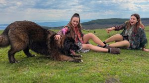 Встретили Целое Стадо По Пути К Рынку! Большой Мясной Ужин.