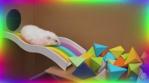 Хомяк столкнулся с непреодолимым испытанием на выживание! Испытание в лабиринте для хомяков. часть 1