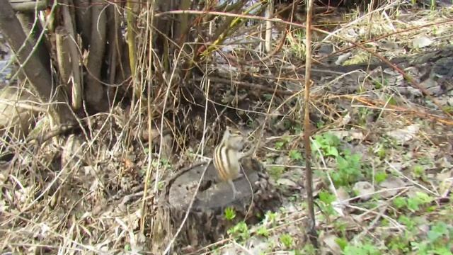 Бурундук кушает хлеб.