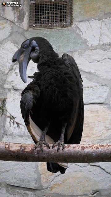 Абиссинский рогатый ворон чистит перья. Ленинградский зоопарк