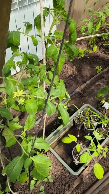 ежедневный осмотр теплицы 28 апреля #теплица #дача #садоводничество #огород #уходзатеплицей