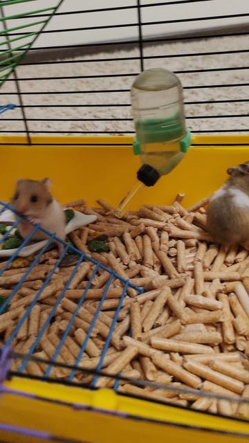 Новые питомцы🫶