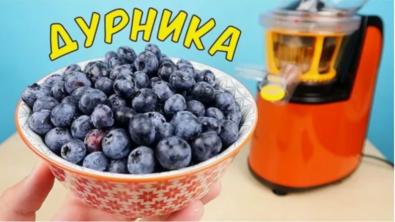 Что если выжать сок из Дурники? (Голубики). Дурника - самая крутая ягода в мире!