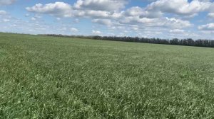 Ахмат по озимой