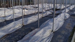 Мой ВИНОГРАДНИК на 28.04.2026 г.!!!