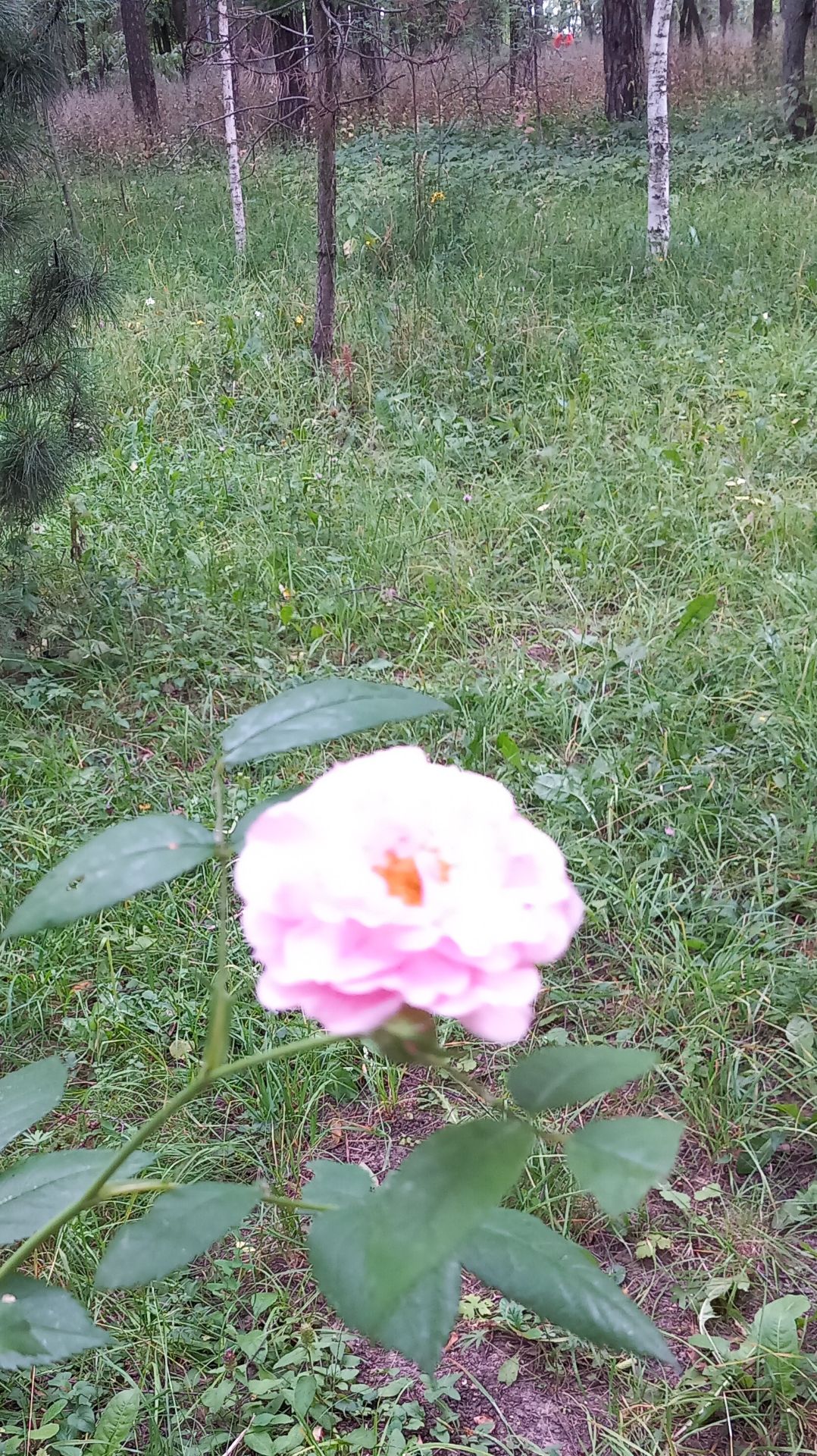 Красавица_весна