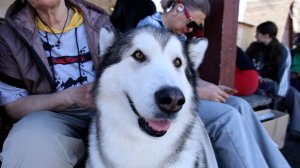 В Хакасии открыли сезон собачьих выставок