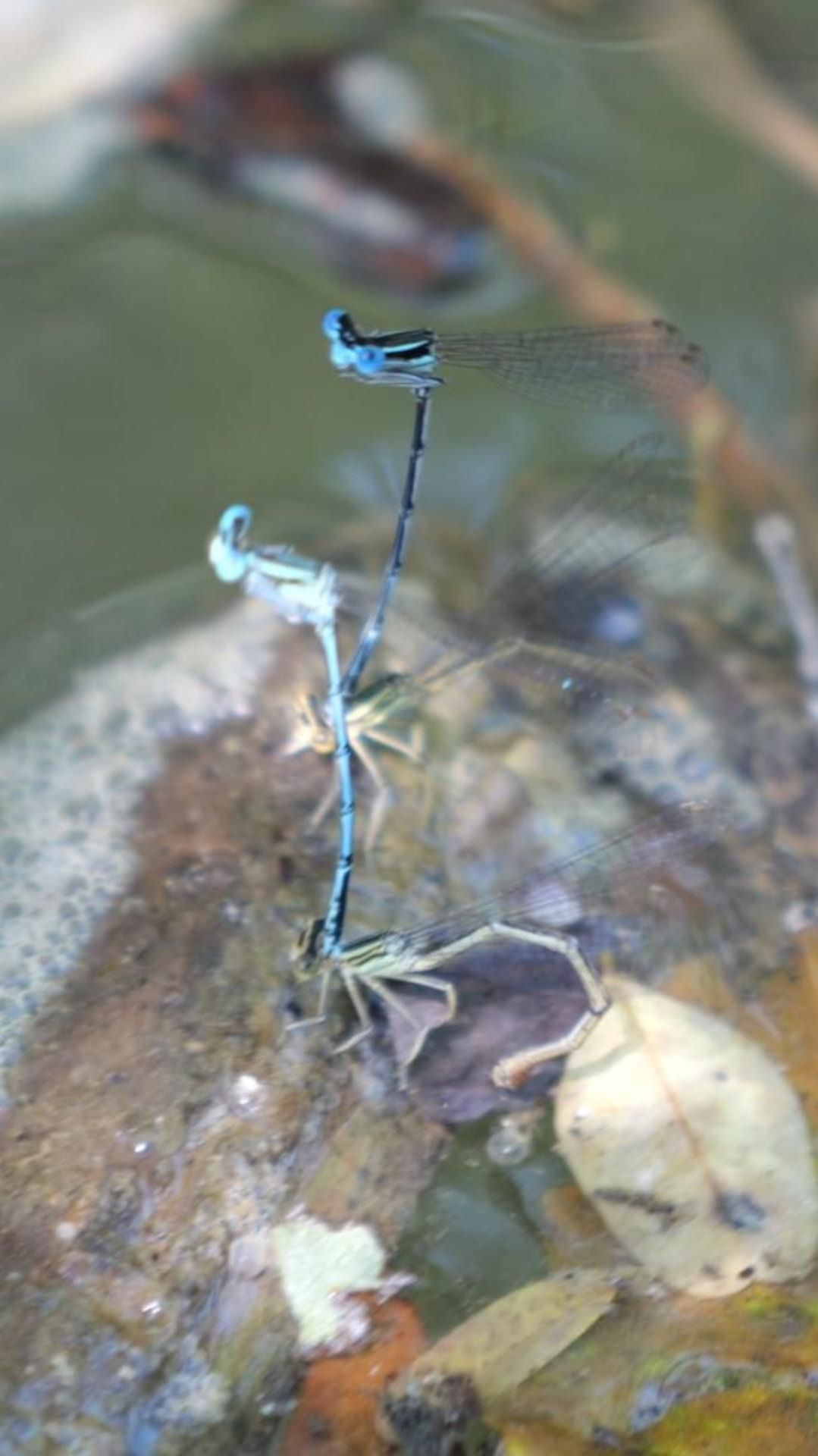 На шее у жены