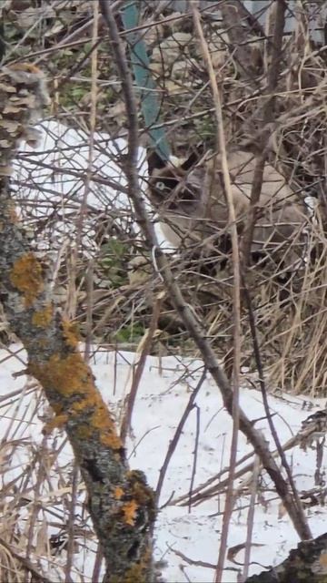 Чили увидел кошку. #шпиц #собака #кошка #весна