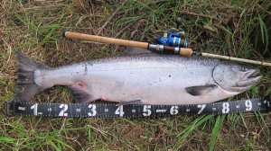 Чавыча атакует XR-Magnum. Камчатка. Река Большая.