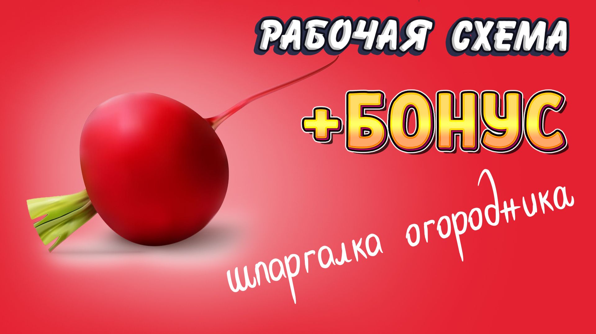 РЕДИС. Полный цикл: от посева до сбора урожая и способа хранения. Все тонкости и секреты  / Культуры