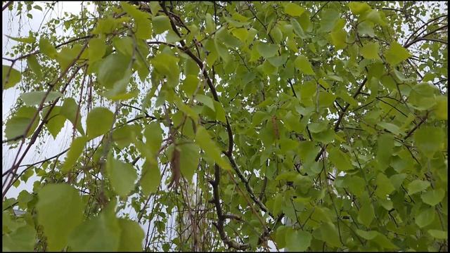 Песня «Берёзка» исполняет Константин Куклин ст. Виктор Поживин 2026г