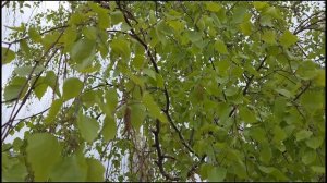 Песня «Берёзка» исполняет Константин Куклин ст. Виктор Поживин 2026г