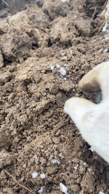 ‼️Находки с металлоискателем‼️Подпишись на группу в ВК : Лесной Скобарь