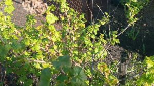 27 апреля,уже 3 недели живём в саду,жизнь быстротечна