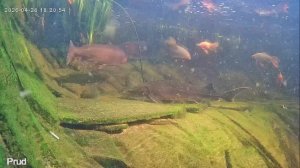 Жизнь в пруду