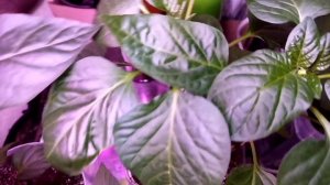 По немногу обо всем