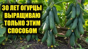 Самый урожайный способ выращивания огурцов! Делюсь своим методом