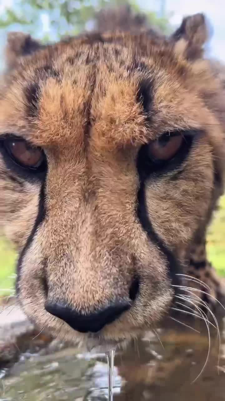 #Милые #животные #видео