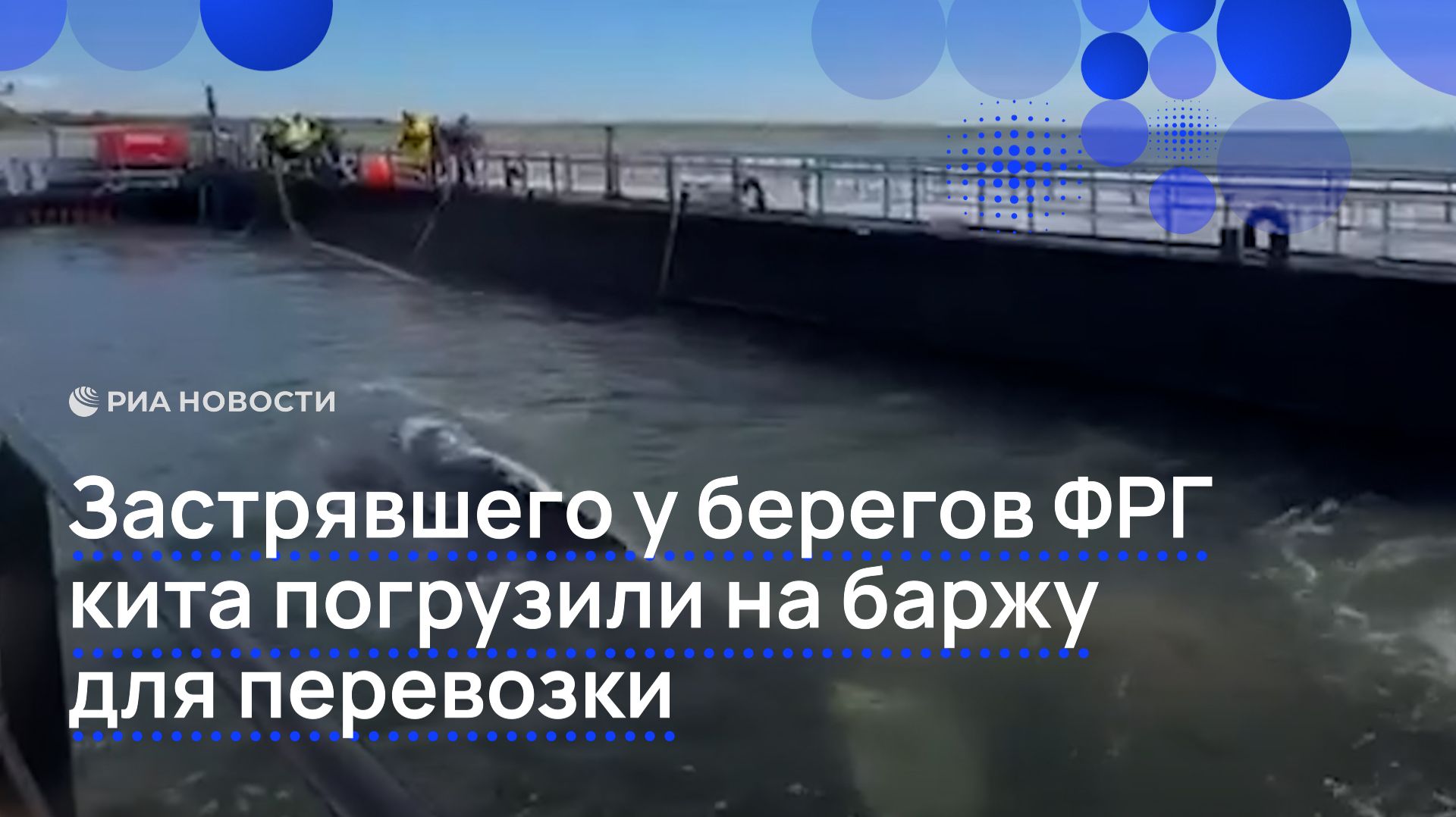 Застрявшего у берегов ФРГ кита погрузили на баржу для перевозки