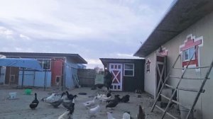 Сельчанка в Америке ЖИЗНЬ В ДЕРЕВНЕ СУББОТНИК ГЕНЕРАЛЬНАЯ УБОРКА ДВОРА