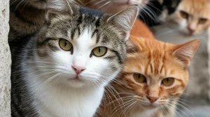 КОШКИ, КОТОРЫЕ СДЕЛАЮТ ТВОЙ ДЕНЬ ЛУЧШЕ