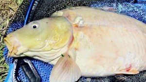 КЛЮЮТ ТОЛЬКО ТРОФЕИ #рыбалка #флэтфидер #карп #флэтметод #рыбалканаозере