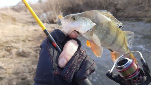 Дроп шот окунь открытие 22.04.26