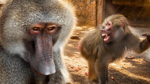 Макака Бабуля ЗАБЫЛА! Мы НАПОМНИЛИ!  Анубисы на зебрах: Феня и Веня “ОНО НАМ НАДО?!” 😂