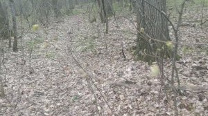 № 5 Красавец пень. Ветер сильный-начало перемен.