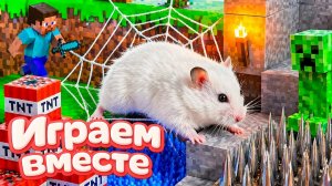 ХОМЯК ВЫБИРАЕТСЯ ИЗ СЕКРЕТНОЙ ХОМЯЧЕЙ ТЮРЬМЫ ! Играем ВМЕСТЕ ! Помогаем выбраться из лабиринта 5