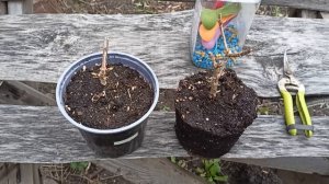 Гортензия метельчатая прекрасно перезимовала в горшке в открытом грунте.28.04.2026