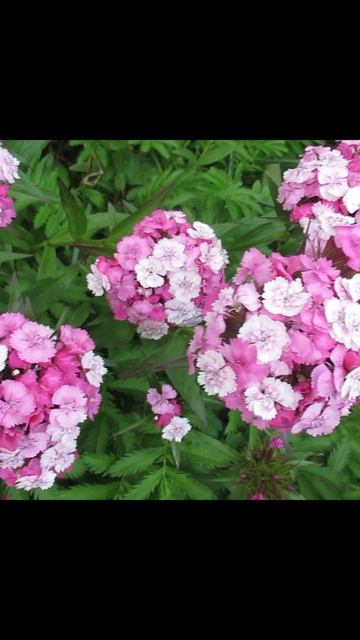 Цветение турецкой гвоздики которым можно любоваться бесконечно