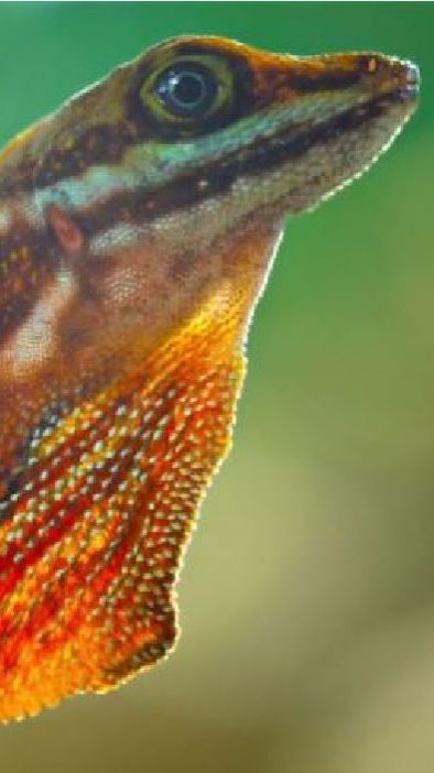 🦎Серебряное дыхание🐦Как анолис перехитрил смерть