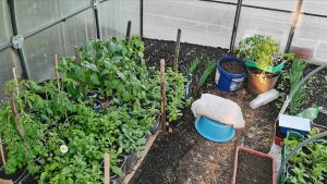 Томаты для открытого грунта дождались пересадки 28 апреля много рассады!